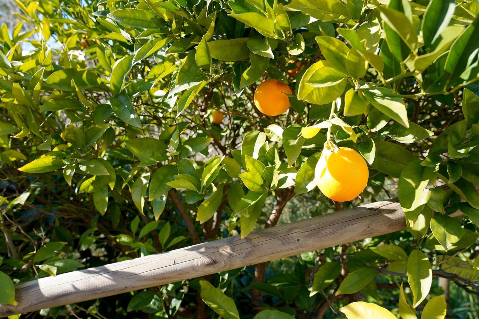 Penzion Cortijo Lagar De Luisa Borge Exteriér fotografie