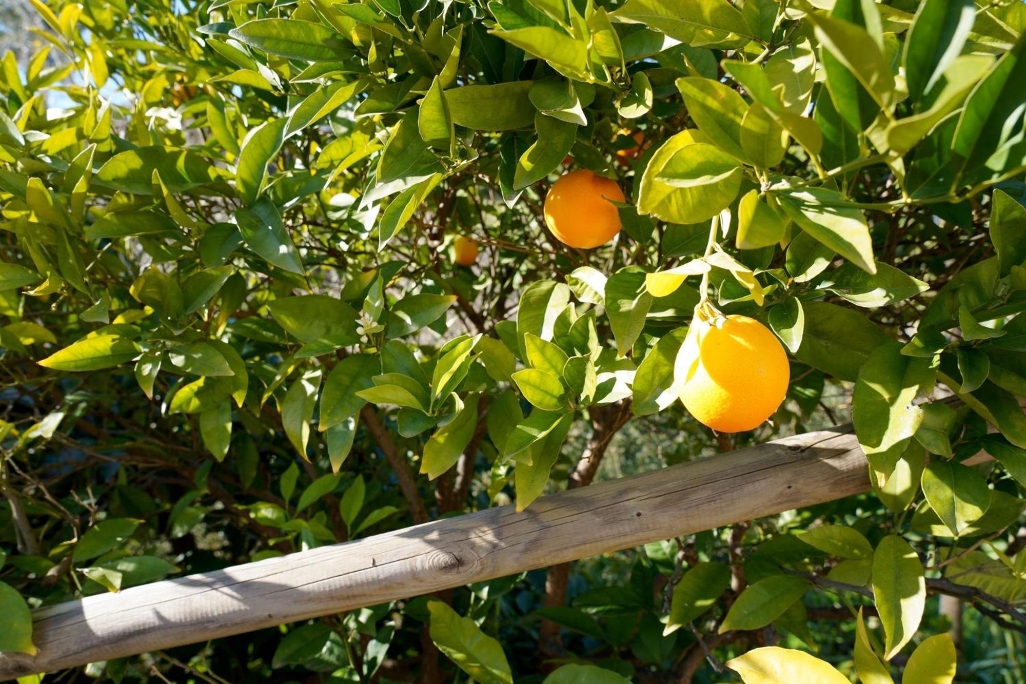 Penzion Cortijo Lagar De Luisa Borge Exteriér fotografie